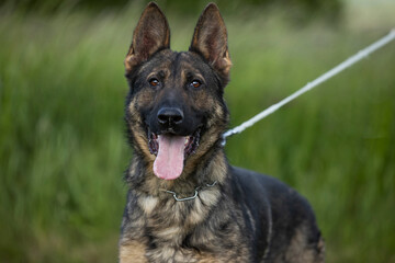 beaufitul german shepsherd portrait with cute eyes and tongue out lynig on grass during obedience lesson