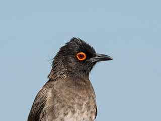 Fototapeta premium African Red-eyed Bulbul