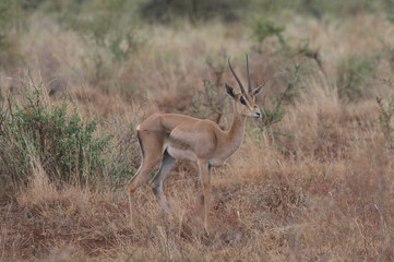 male grant's gazelle standing alert in the wild Meru National Park, Kenya