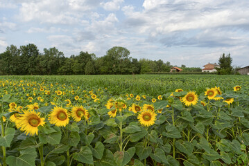 Campo di girasoli ad Alice Castello