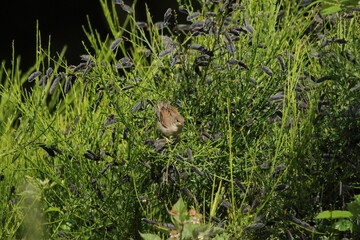 Juvenile Whitethroat perched on wild broom.