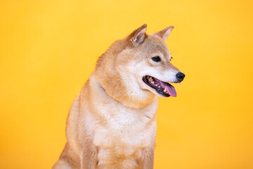 Siba inu. Red Dog head a yellow background. Japanese dog smiling