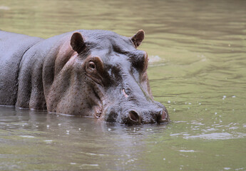 hippo looking alert at camera in river water with head showing in wild Meru Natiional Park, Kenya