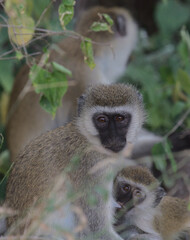 profile of baby adorable vervet monkey suckling on mother's teat in the wild Meru, National Park, Kenya