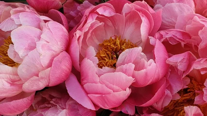 Peony petals pink rose flowers