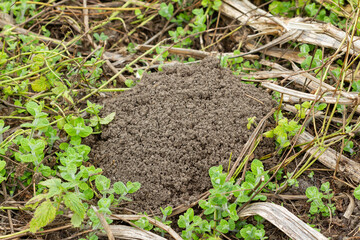 Talpa europae, earthen mound of the European mole burrow above ground.