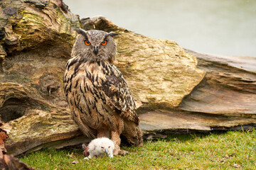 Wild Eagle Owl mother and a chick. The one week old white owl is still unstable on its feet in the grass