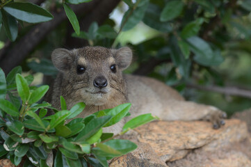 adorable portrait of rock hyrax lying down on rock in the shade, Meru National Park, Kenya