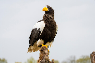 Steller's sea eagle sits on a stump against the background of sky and trees. The bird of prey looks to the left