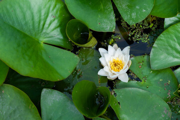 Nénuphar blanc