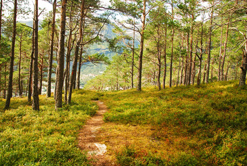 A foot path in Norwegian forest of pine trees. 