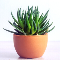 Succulent haworthia fasciata in pot. Stylish and simple plants for interior modern desk.