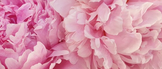 Peony petals pink rose flowers - Powered by Adobe