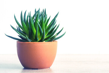 Succulent haworthia fasciata in pot. Stylish and simple plants for interior modern desk.