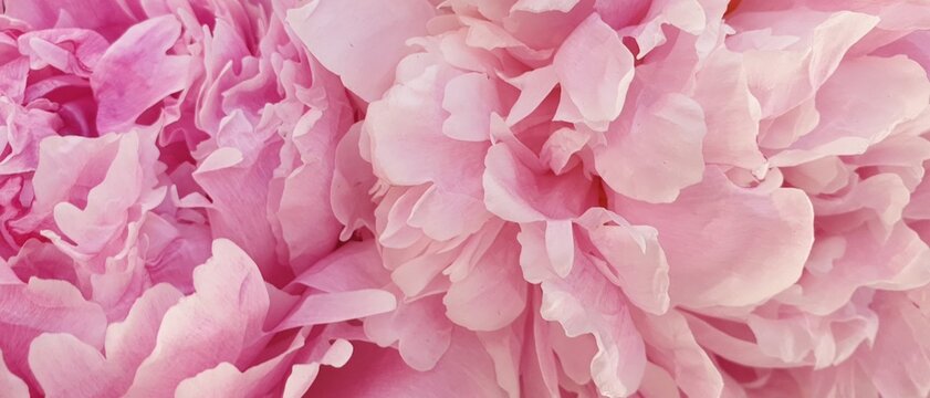 Peony petals pink rose flowers
