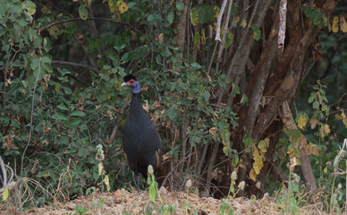rare crested guineafowl standing and looking alert in bushes of Meru National Park, Kenya