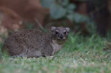 side view of cute rock hyrax sitting on grass in the wild Meru National Park, Kenya