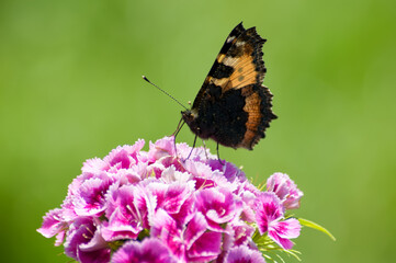 butterfly on flower
