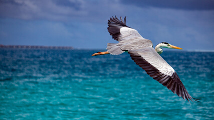 Fototapeta na wymiar A grey heron in flight. Migratory birds.