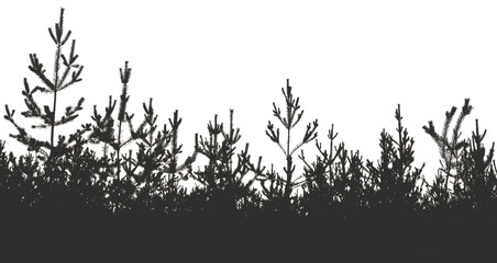 Silhouette of a pine forest and sky. Place for the text.