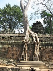  カンボジア、アンコールトム周辺のタプローム。
 Ta Prohm at Angkor Thom area,...