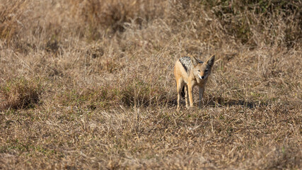 a lone black backed jackal