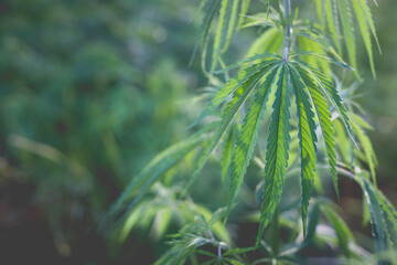 Wonderful view of the cannabis bush in the countryside in the evening