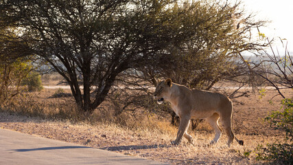 a beautiful lioness on the move