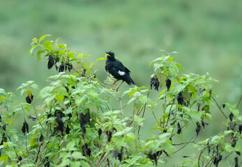 blackbird on a branch