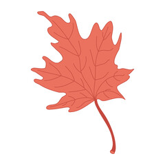 Red maple leaf. Hand drawn  vector illustration with color outline isolated on white background.	