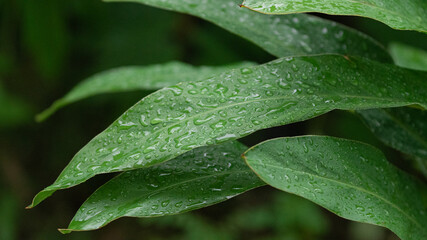 tree in rainy season