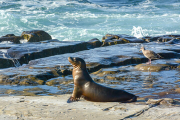 Fototapeta premium Sea lions at sunset on the rocks at La Jolla Cove at San Diego