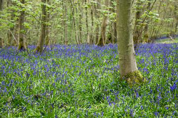 Bluebell Meadow Woodland