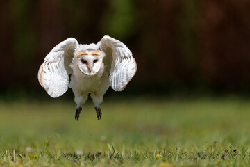 Barn owl (Tyto alba) juvenile taking his first flying lessons in an orchard in spring. Noord Brabant in the Netherlands.