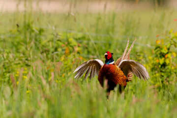 Fototapeta premium Ring-necked Pheasant (Phasianus colchicus) male showing his beautiful colors in the courtship period in a meadow in Gelderland in the Netherlands. Green background