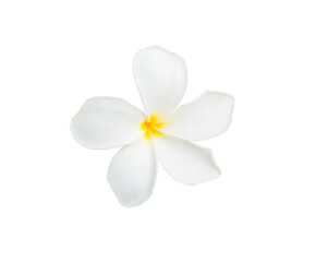Fototapeta na wymiar frangipani flower isolated on white background with clipping path