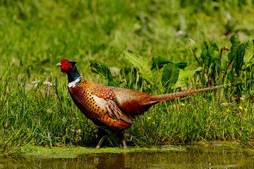 Ring-necked Pheasant (Phasianus colchicus) male showing his beautiful colors in the courtship...
