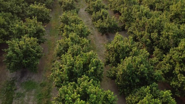 Hazelnut trees agriculture organic cultivation field aerial view