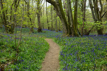 Bluebell Forest Path