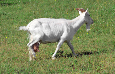 Obraz na płótnie Canvas Dairy goat on green meadow. Milk goat on the pasture.