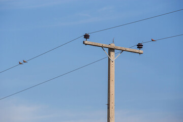 Electric Pole and pigeons stand on the wires with Blue Sky Background