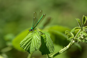 Close up of metallic green  damselfly resting on a raspberry leaf with green background on a sunny day in Israel.
