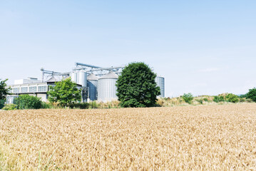 Campo di grano e silos di raccolta