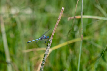 Close up of powder blue dragonfly resting on twig with green background on a sunny day in Israel.