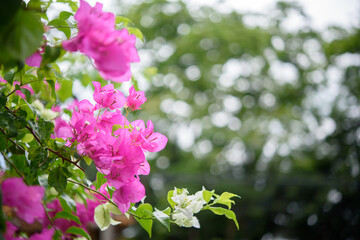 Pink Bougainvillea flower on blurred background.