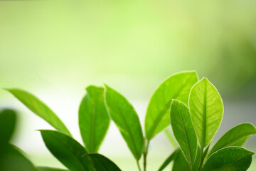 Green leaf for nature on blurred background.