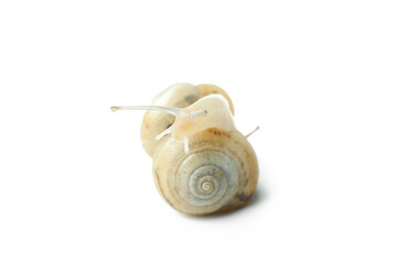 Snails with shell isolated on white background