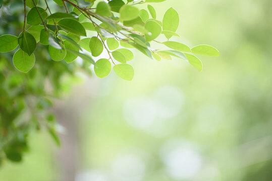 Green leaf for nature on blurred background.