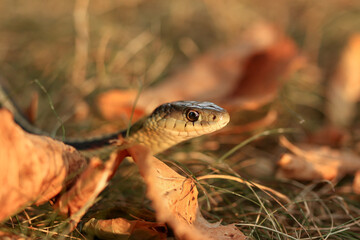 Close up of a Common Garter snake slithering around in the dead grass in the Autumn in Minnesota, USA.
