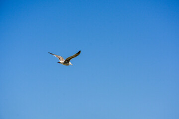 Flying seagull against blue sky. Free flying gracefully in the sky.

